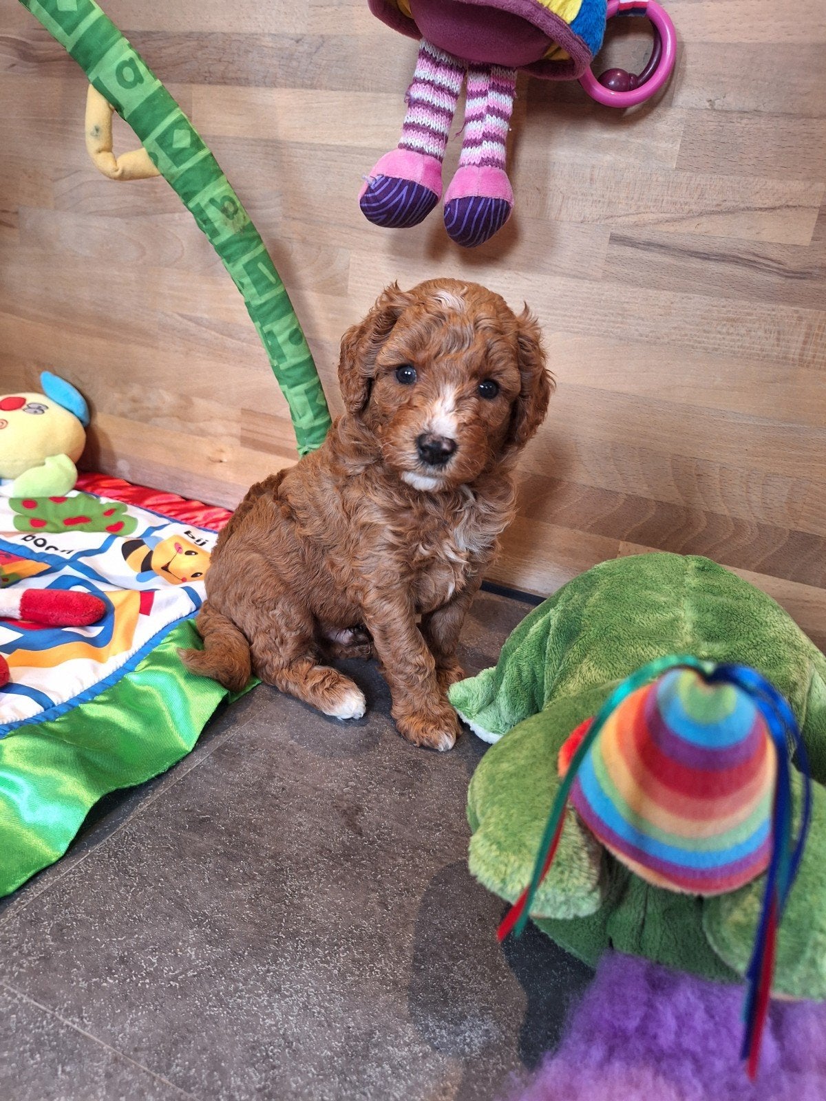 Prachtige mini/medium Australian labradoodle pups, Nederland, Overige rassen, 8 tot 15 weken, Meerdere