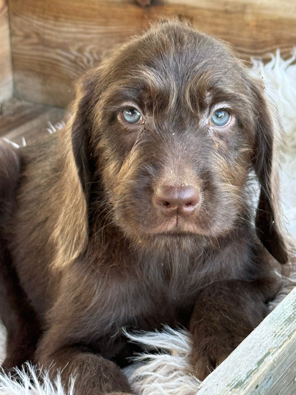Weimaraner kruising, Parvo, Nederland, 8 tot 15 weken, Meerdere