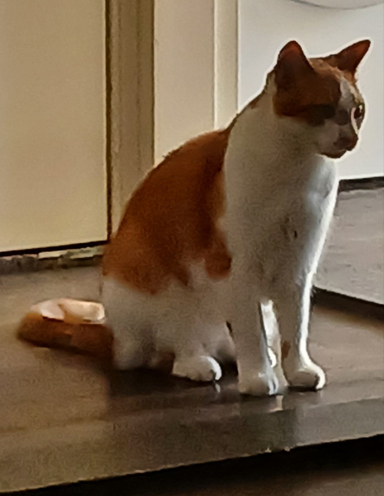 Baasje gezocht voor deze lieve kater, Dieren en Toebehoren, Katten en Kittens | Overige Katten, Kater