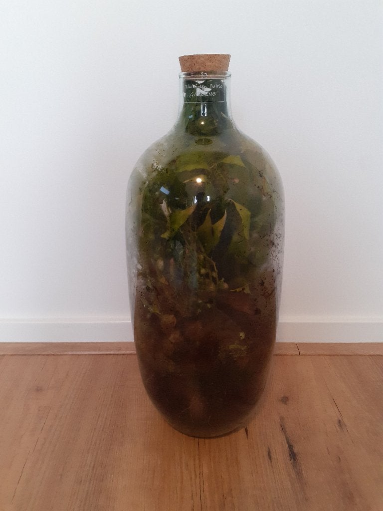 Gratis* The green bottle garden plant, Overige soorten, Minder dan 100 cm, Groene kamerplant, Halfschaduw