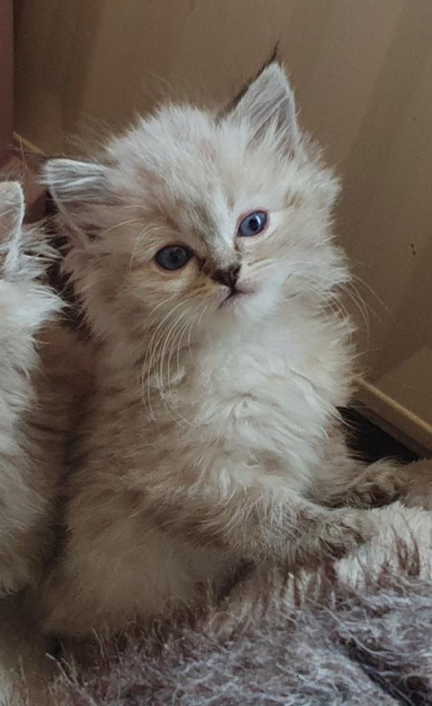 Mooie Ragdoll kittens uit geteste ouders, Dieren en Toebehoren, Katten en Kittens | Raskatten | Langhaar, Meerdere dieren, Gechipt