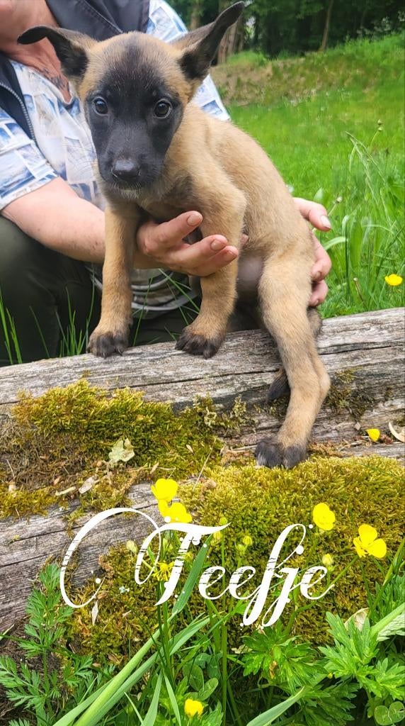 Mechelse Herder pups, Dieren en Toebehoren, Honden | Herdershonden en Veedrijvers, 8 tot 15 weken, Meerdere, Meerdere dieren, Herder