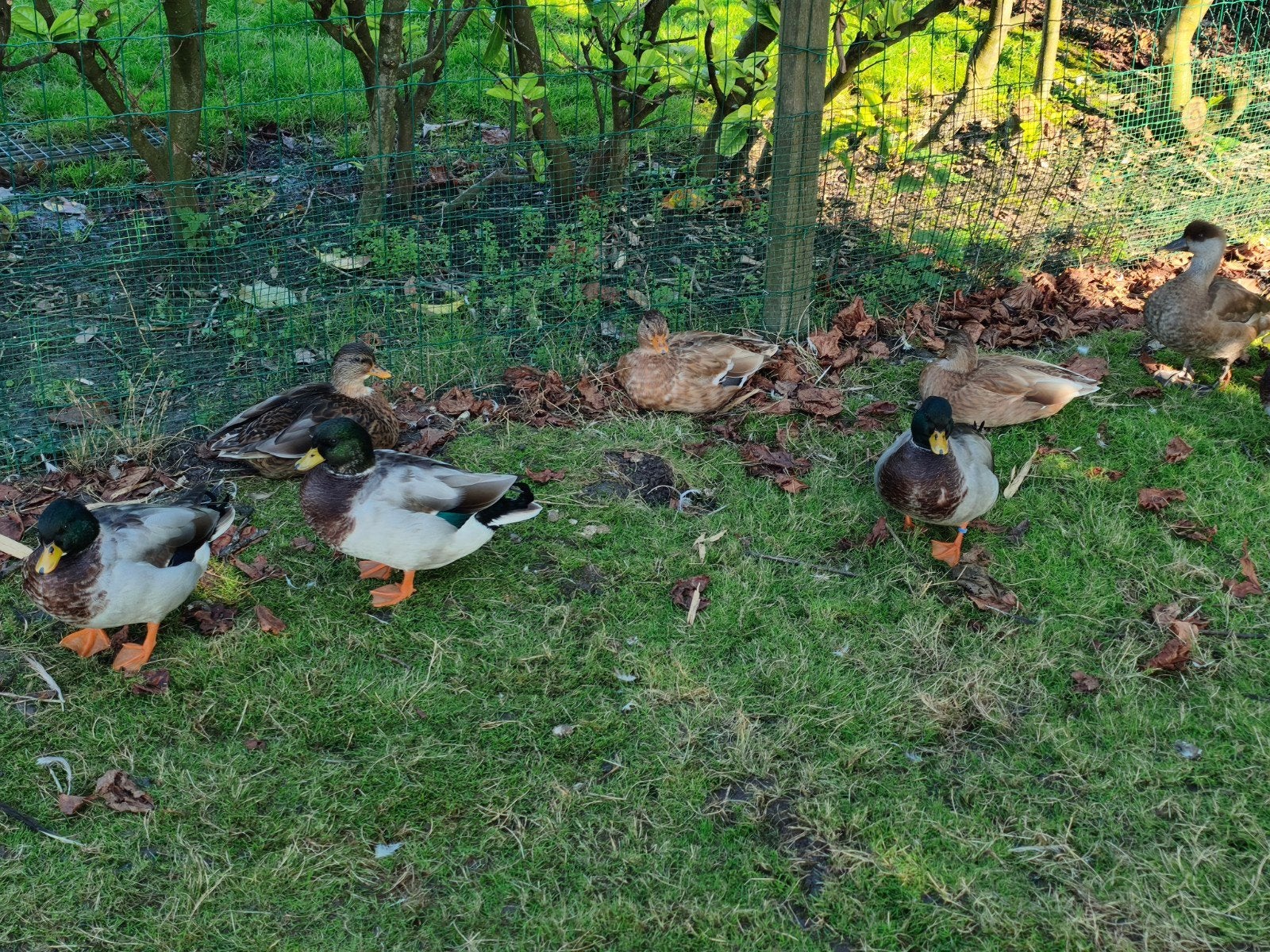 zeer mooie Hollandse kwakers, Dieren en Toebehoren, Vrouwelijk, Eend