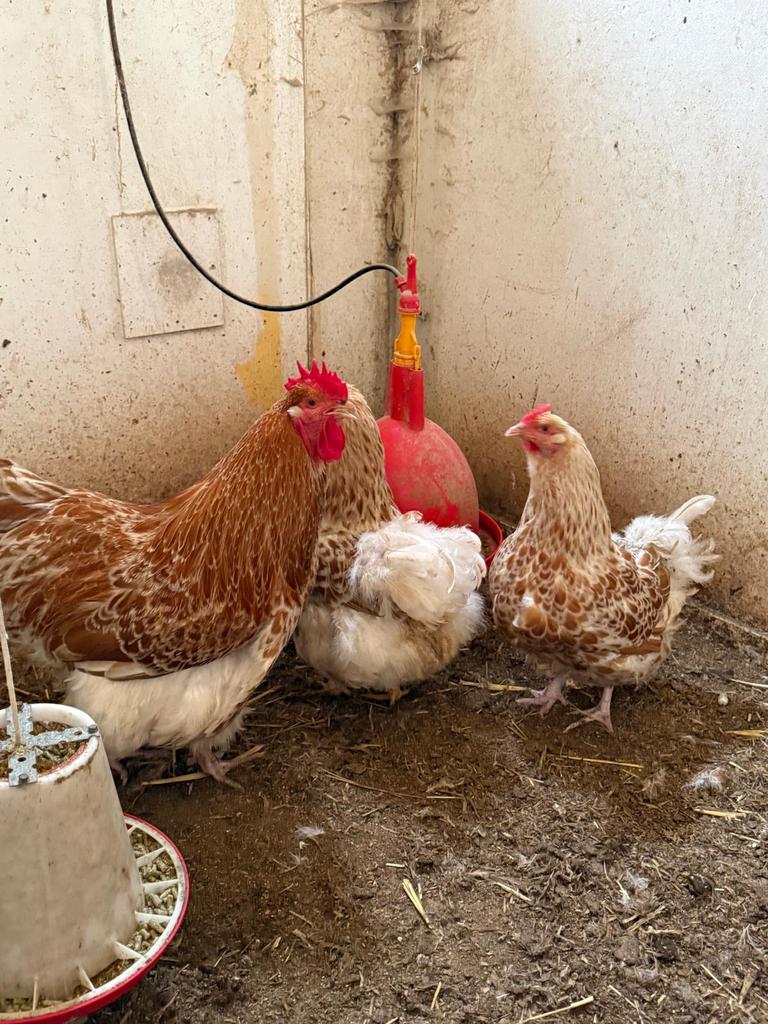 Orpington WIT GOUDGEZOOMD, groot ras, broedeieren te koop!, Dieren en Toebehoren, Pluimvee, Geslacht onbekend, Kip