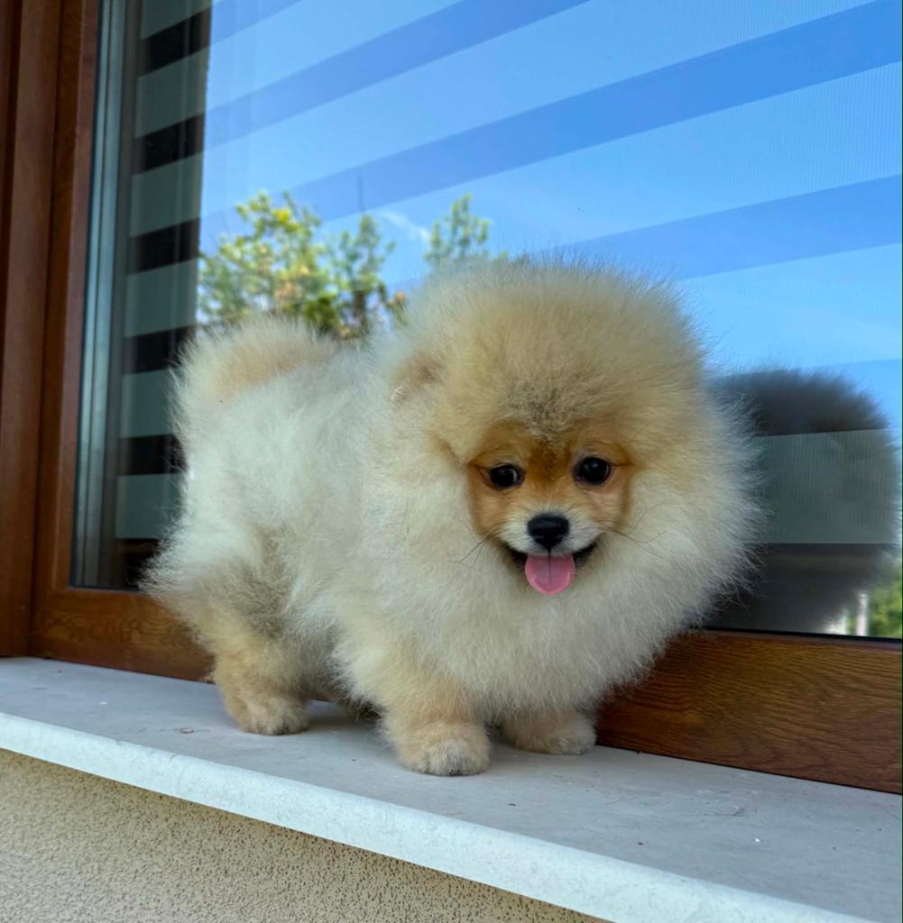 Pomeranian, Dieren en Toebehoren, Keeshond, 15 weken tot 1 jaar, Reu, Buitenland