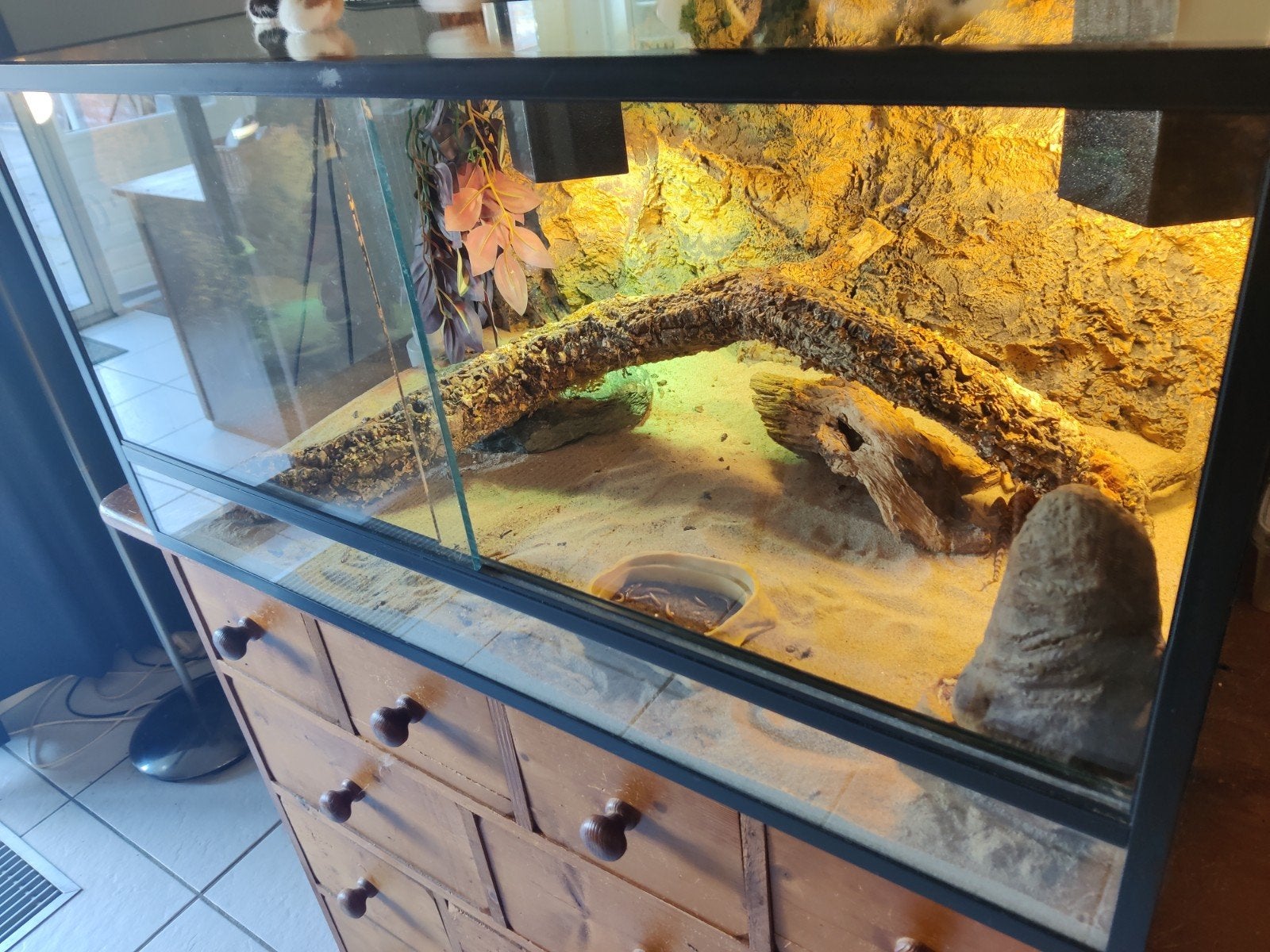 Compleet terrarium met dwergbaardagaam Bearded Dragon photo 2