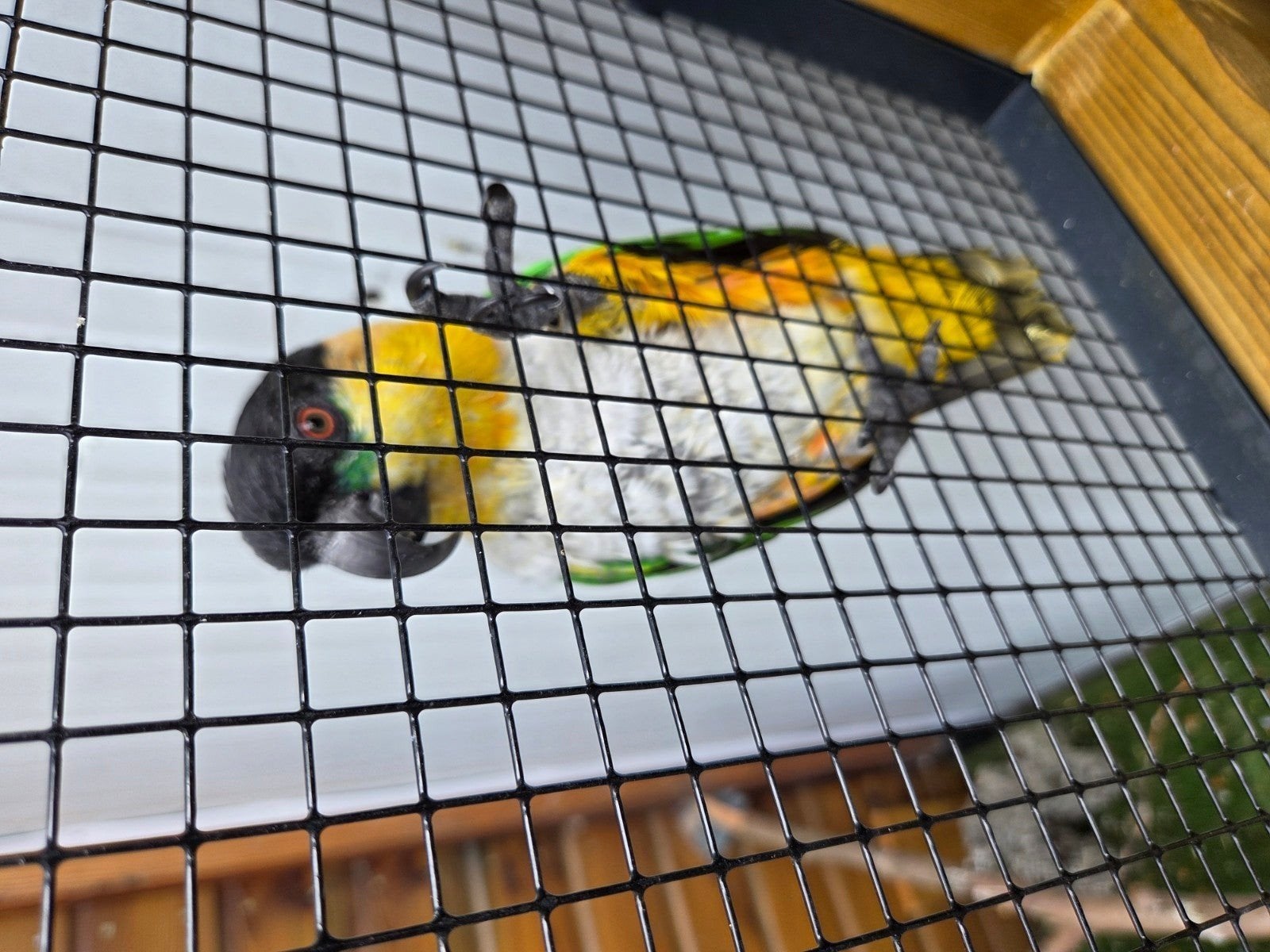 caique papegaai (pop), Vrouwelijk