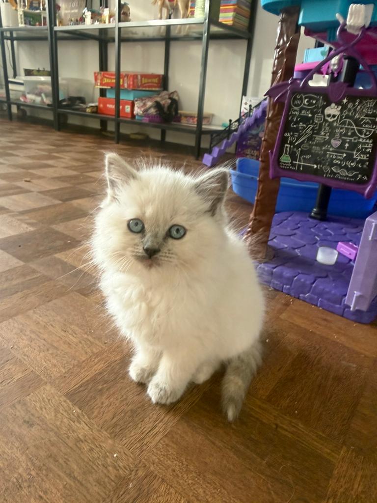 Raszuivere ragdoll kitten + garantie en proefperiode, Dieren en Toebehoren, Katten en Kittens | Raskatten | Langhaar, Meerdere dieren