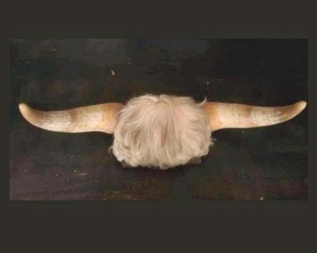 Stierhoorns taxidermie stier hoorn op klein schild, Ophalen of Verzenden, Zo goed als nieuw, Overige soorten, Opgezet dier