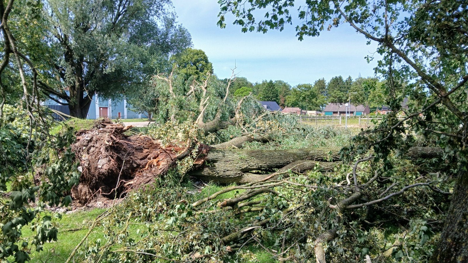 Gratis brandhout, Tuin en Terras, Haardhout, 6 m³ of meer, Ophalen, Overige houtsoorten, Stammen