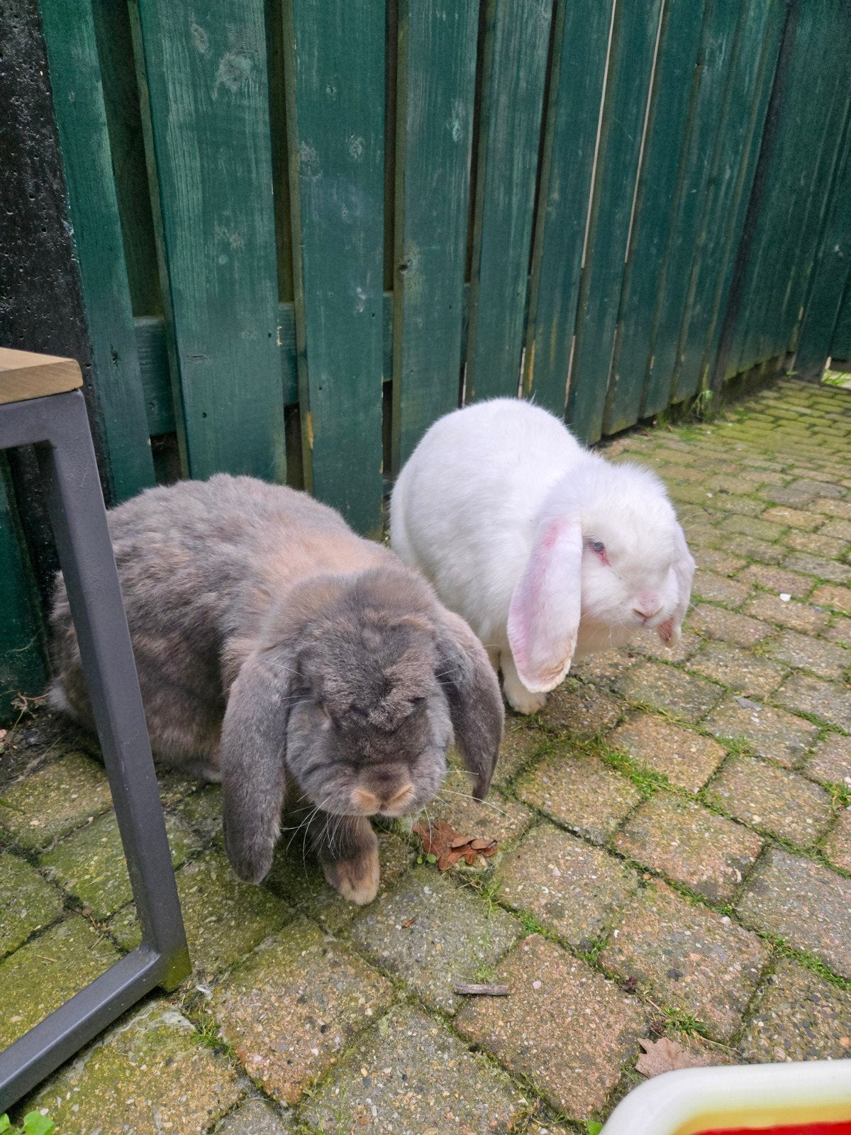 Franse hangoor konijnen, Dieren en Toebehoren, Konijnen, Meerdere dieren, Groot, Hangoor