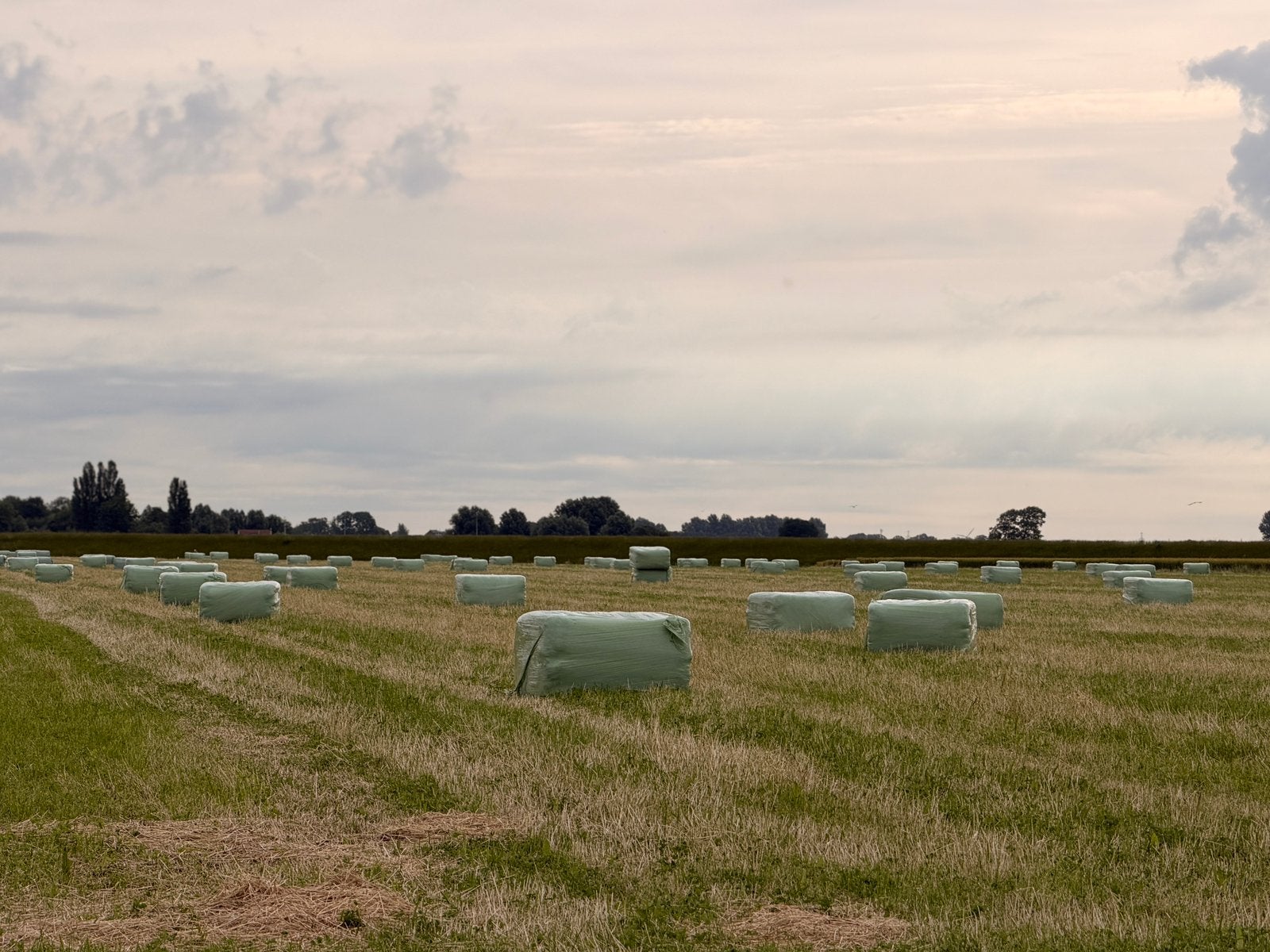 Prachtig kruidenrijk hooi vierkante pakken eerste snee, Dieren en Toebehoren, Dierenvoeding, Vee, Ophalen