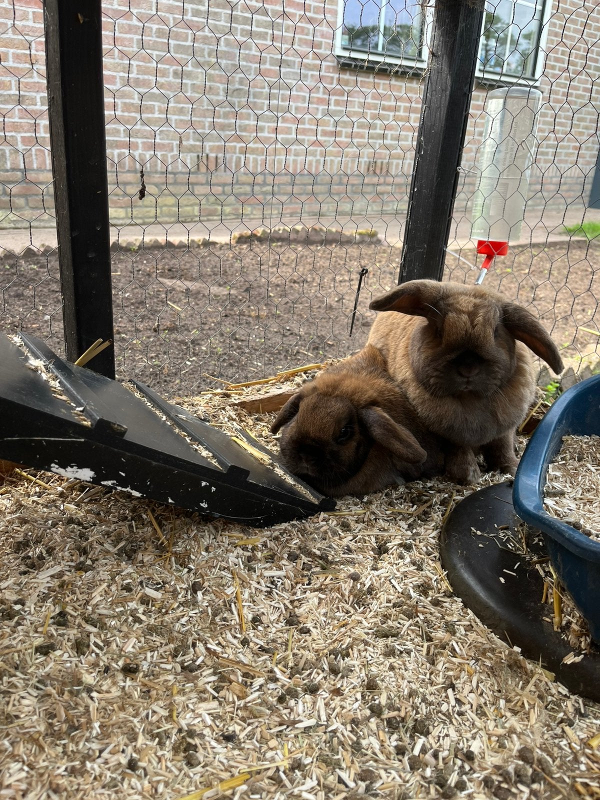 Dwerg konijnen, Dieren en Toebehoren, Knaagdieren, Vrouwelijk, Januari, Overige typen, Tam
