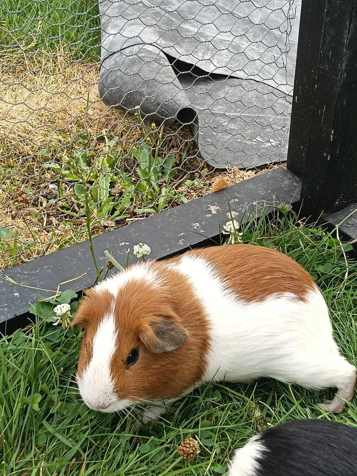 Twee beertjes te koop, bruin/wit, Mei, Mannelijk, Cavia