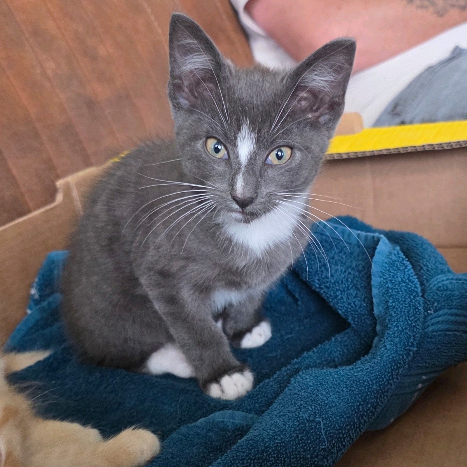 Kittens langhaar, Meerdere dieren