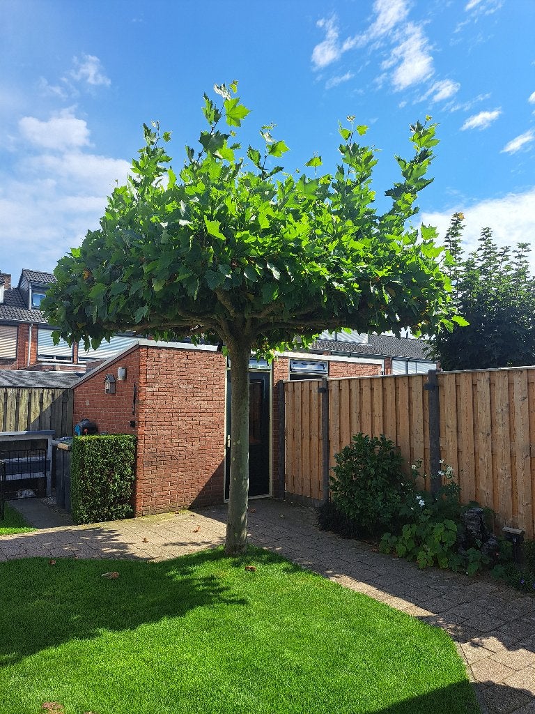 Dakplataan omtrek 60 cm 23 jr zelf uitgraven en vervoeren, Tuin en Terras, Bloeit niet, Dakboom, 250 tot 400 cm, Ophalen