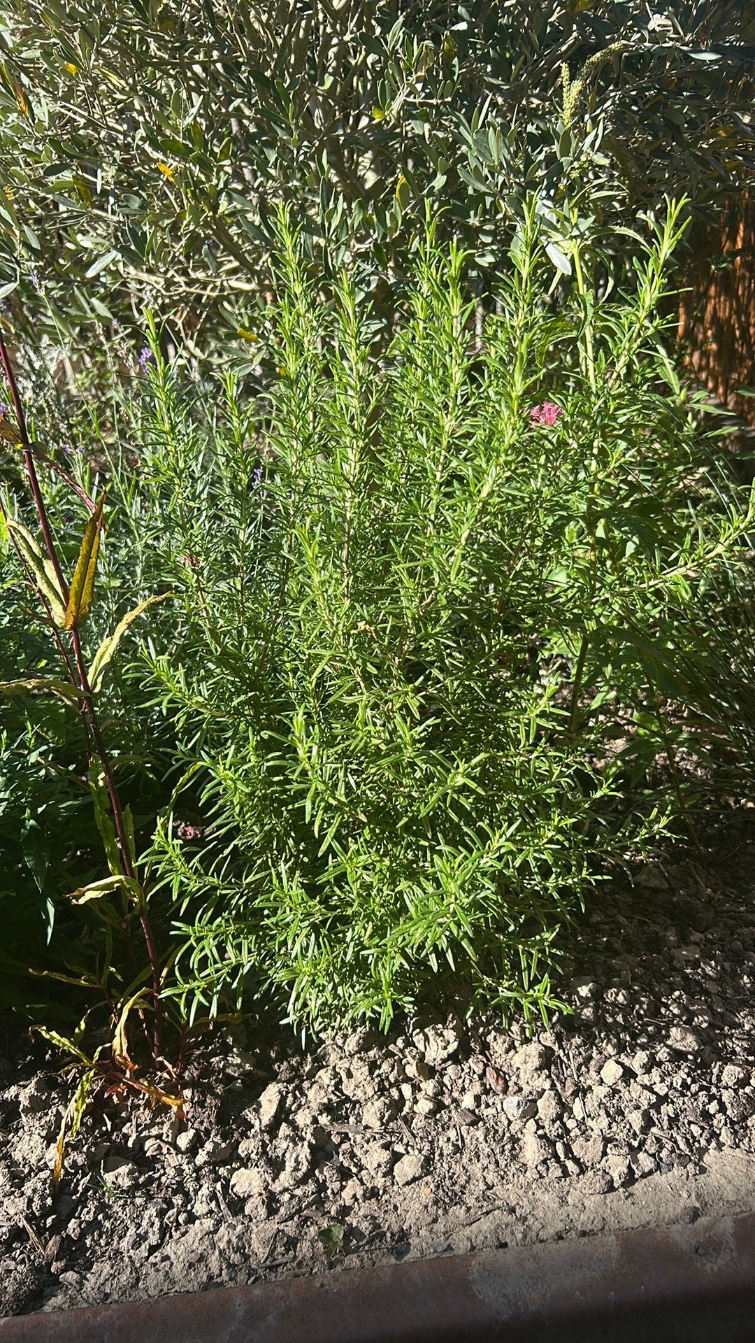 Gratis planten, Ophalen, Overige soorten, Minder dan 100 cm