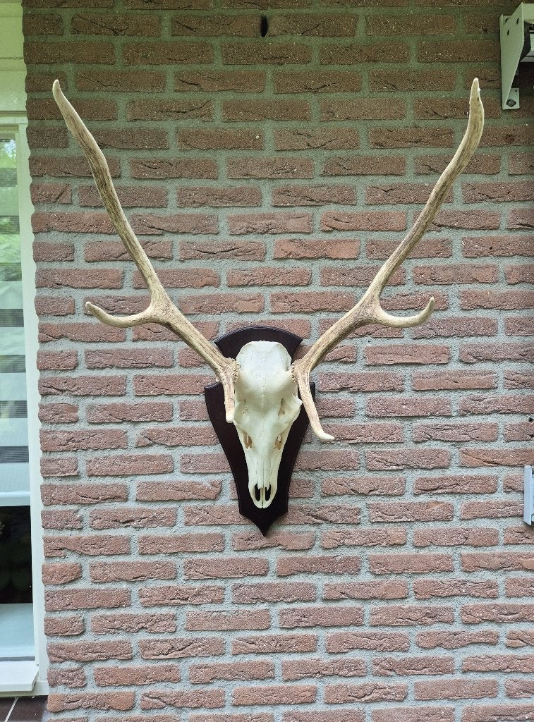 Edelhert Gewei kan met en zonder schild jacht hut mancave h3, Verzamelen, Dierenverzamelingen, Ophalen, Zo goed als nieuw, Hert