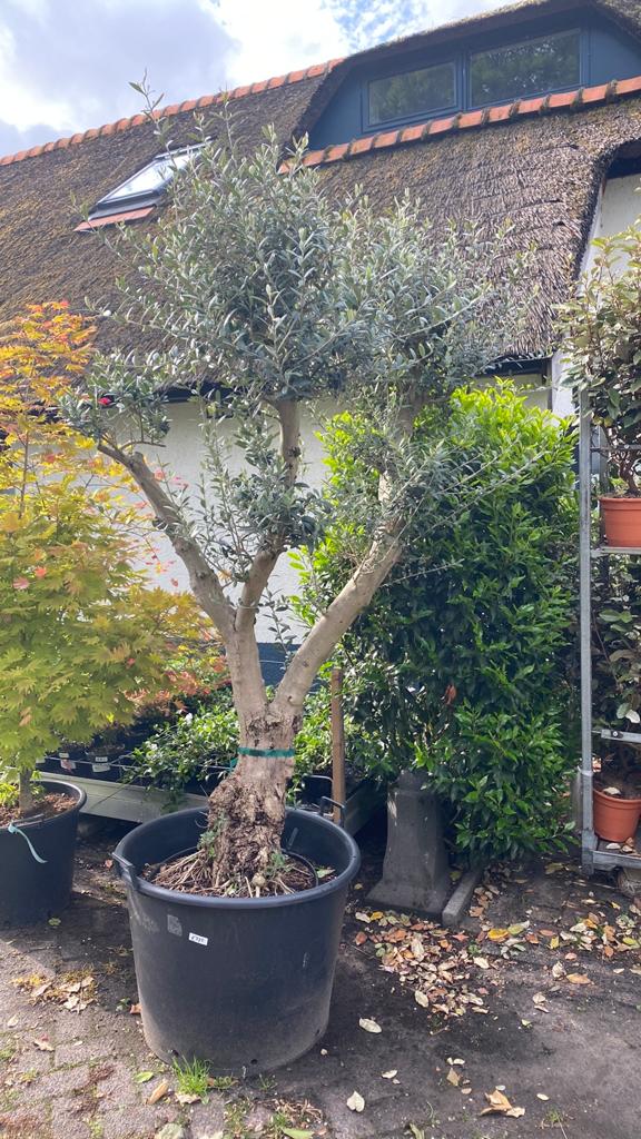 Prachtige Oude Olijfboom - Mediterrane Sfeer voor uw Tuin, Tuin en Terras, Lente, Olijfboom, 250 tot 400 cm, Ophalen