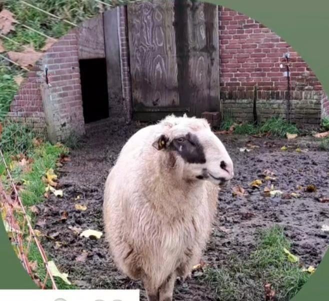 DEKRAM Bentheimer Landschaap, Dieren en Toebehoren, Schapen, Geiten en Varkens, Mannelijk, Schaap