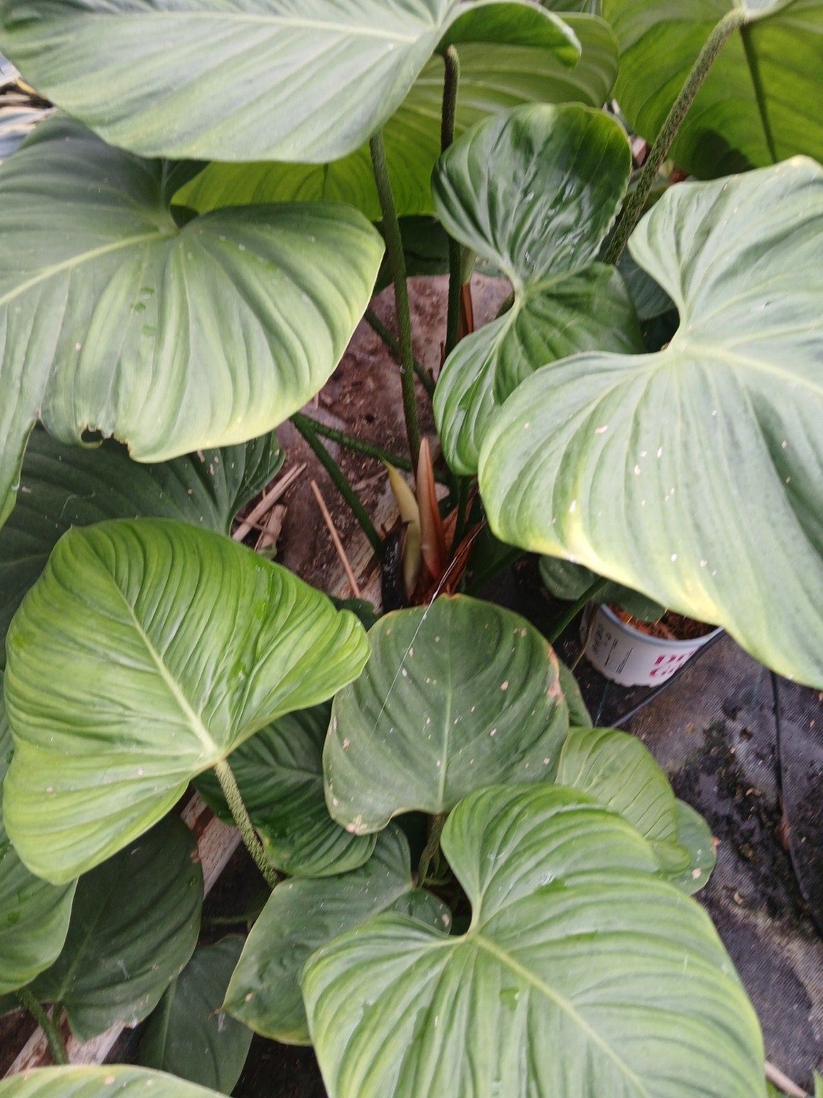 philodendron fuzzy petiole, Ophalen, Halfschaduw, Minder dan 100 cm