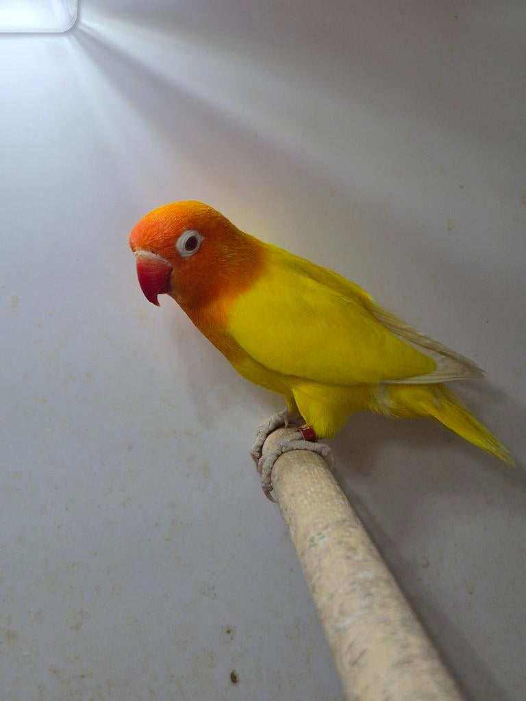 Fischeri agapornis lutino, Dieren en Toebehoren, Mannelijk, Dwergpapegaai of Agapornis, Geringd