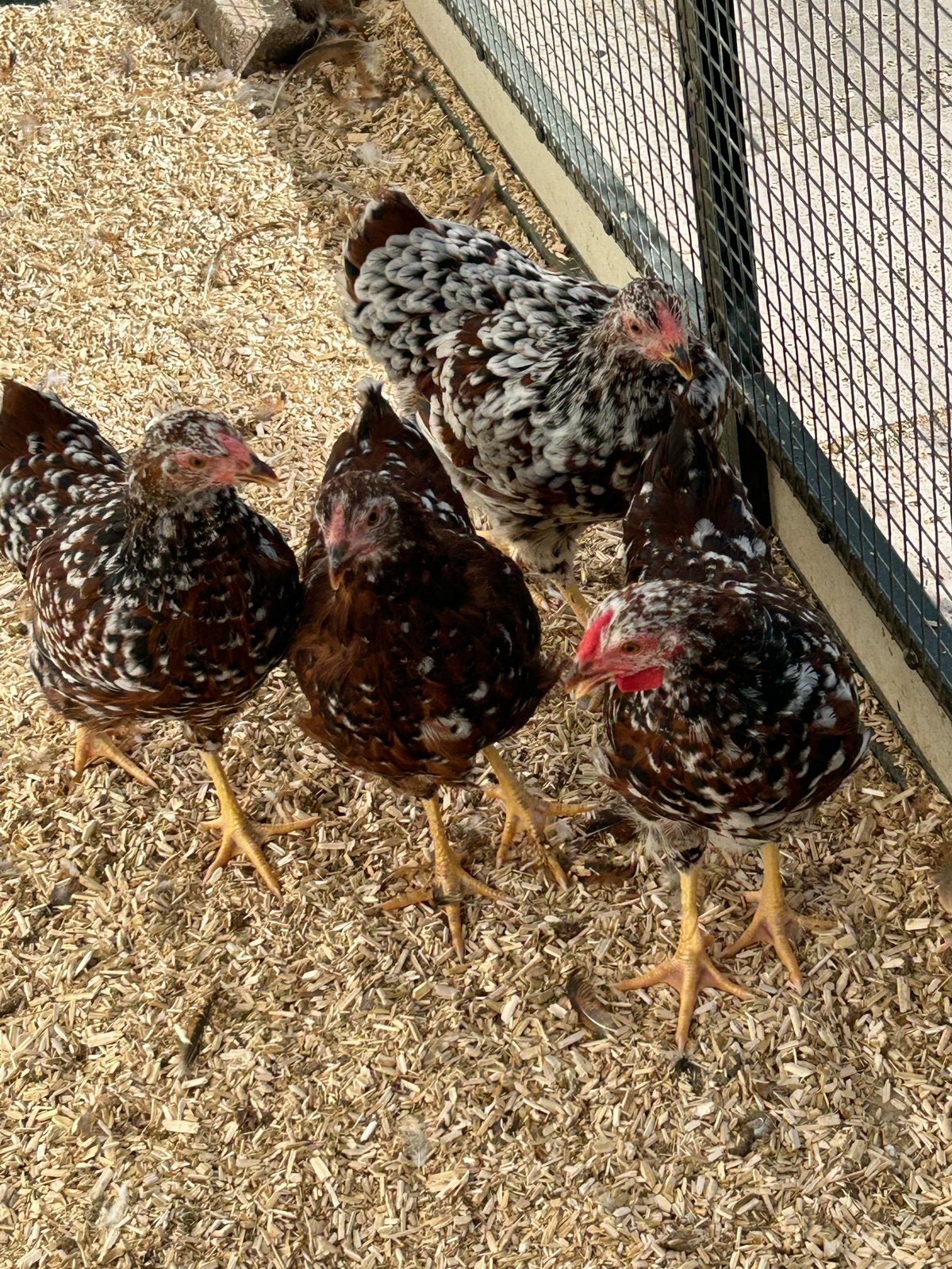 4 wyandotte kuikens, Dieren en Toebehoren, Pluimvee, Meerdere dieren, Kip