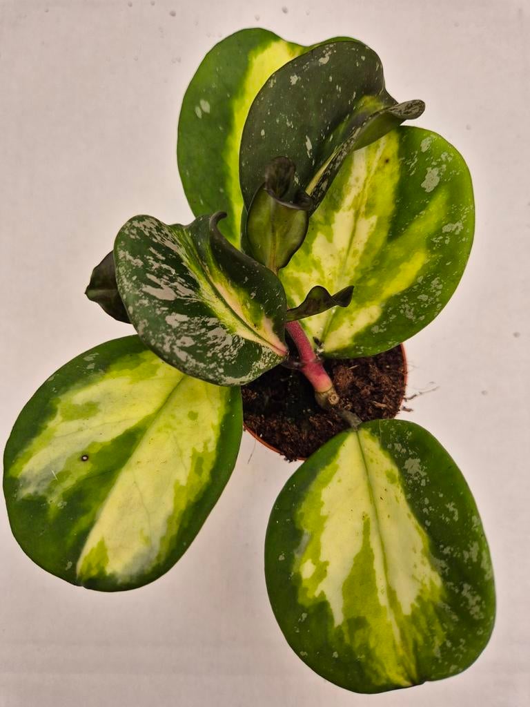 Hoya Obovata Variegata Splash p6 (4)