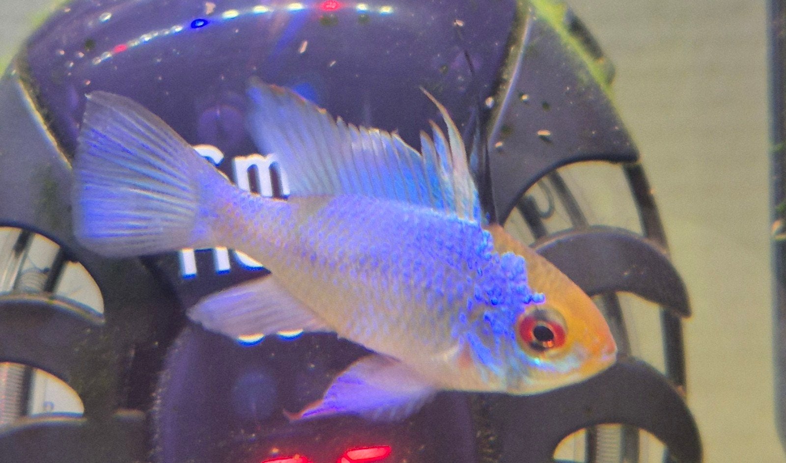 Electric blue ramirezi, Vis, Zoetwatervis