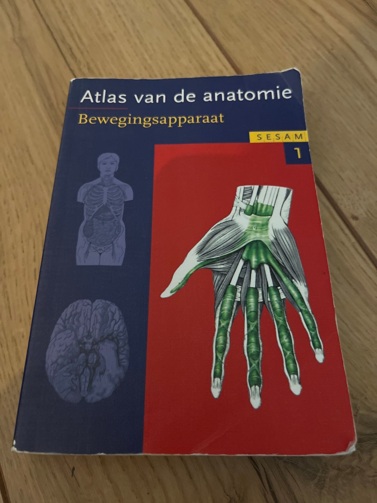 Atlas van de anatomie: Bewegingsapparaat - Sesam 1, Boeken, Studieboeken en Cursussen, Ophalen of Verzenden, Beta, Gelezen, HBO