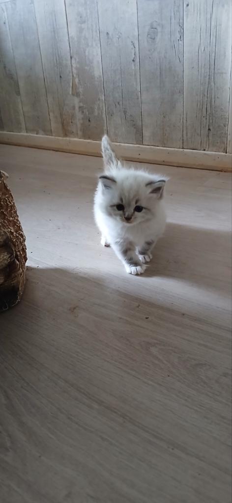 Siberische kitten hypoallergeen, Kater, Gechipt, 0 tot 2 jaar