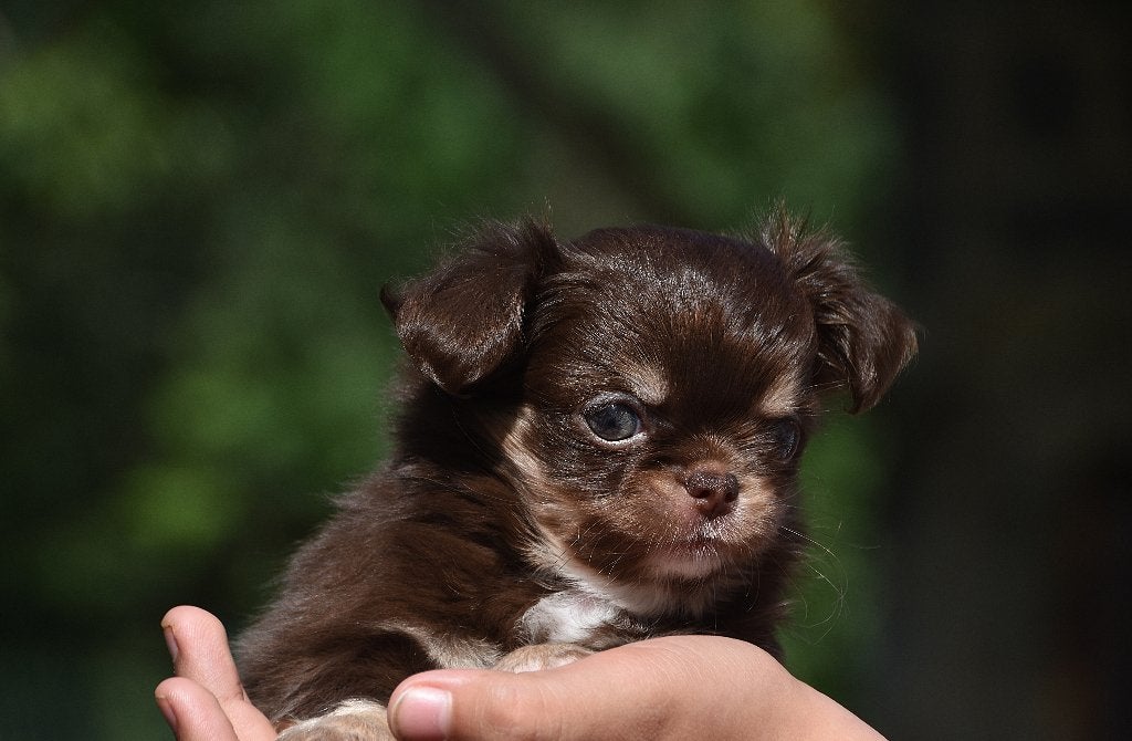 Langharige chihuahua puppy FCI stamboom, België, Reu, 8 tot 15 weken, Parvo