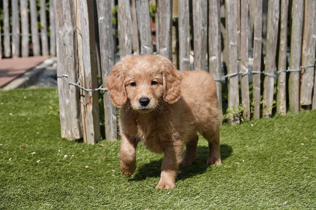 Medium Labradoodle pups (type labrador), met stamboom, Dieren en Toebehoren, Honden | Retrievers, Spaniëls en Waterhonden, Parvo