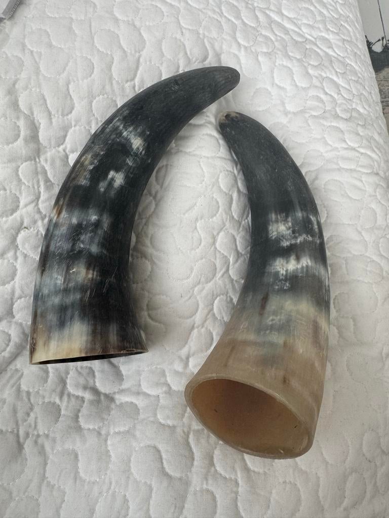 2 runderhoorns, Ophalen of Verzenden