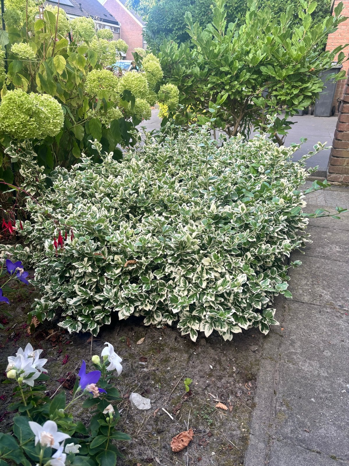 GRATIS Bonte kardinaalsmuts (Euonymus fortunei), Tuin en Terras, Planten | Tuinplanten, Ophalen, Overige soorten