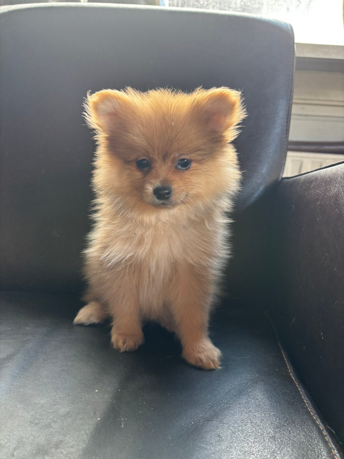 ##  Lieve Pomeriaan x Keeshond pups zoeken een warmhuisje, Keeshond, Reu, 8 tot 15 weken, Meerdere