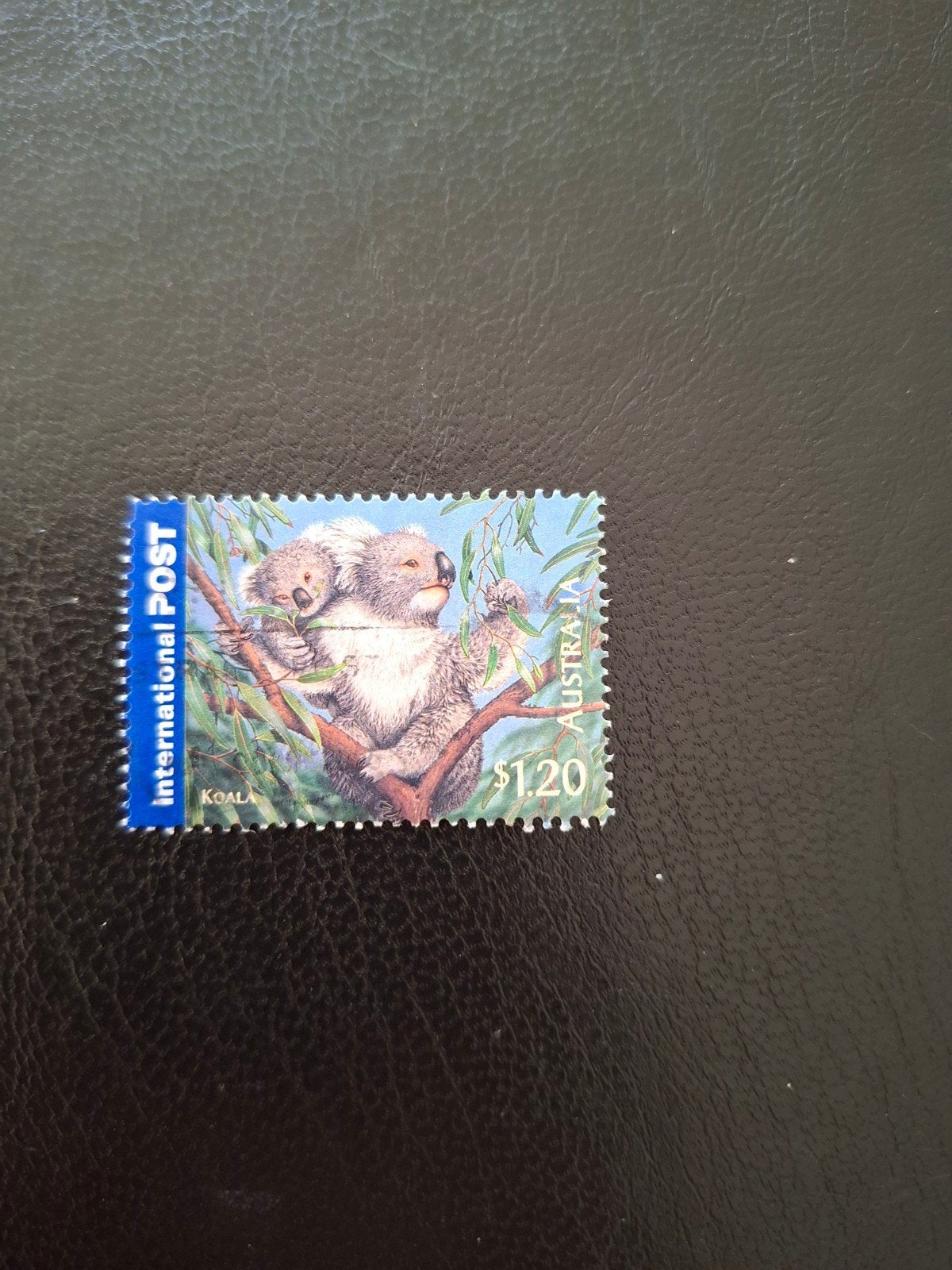 Australië.  Koala, Ophalen of Verzenden, Dier of Natuur