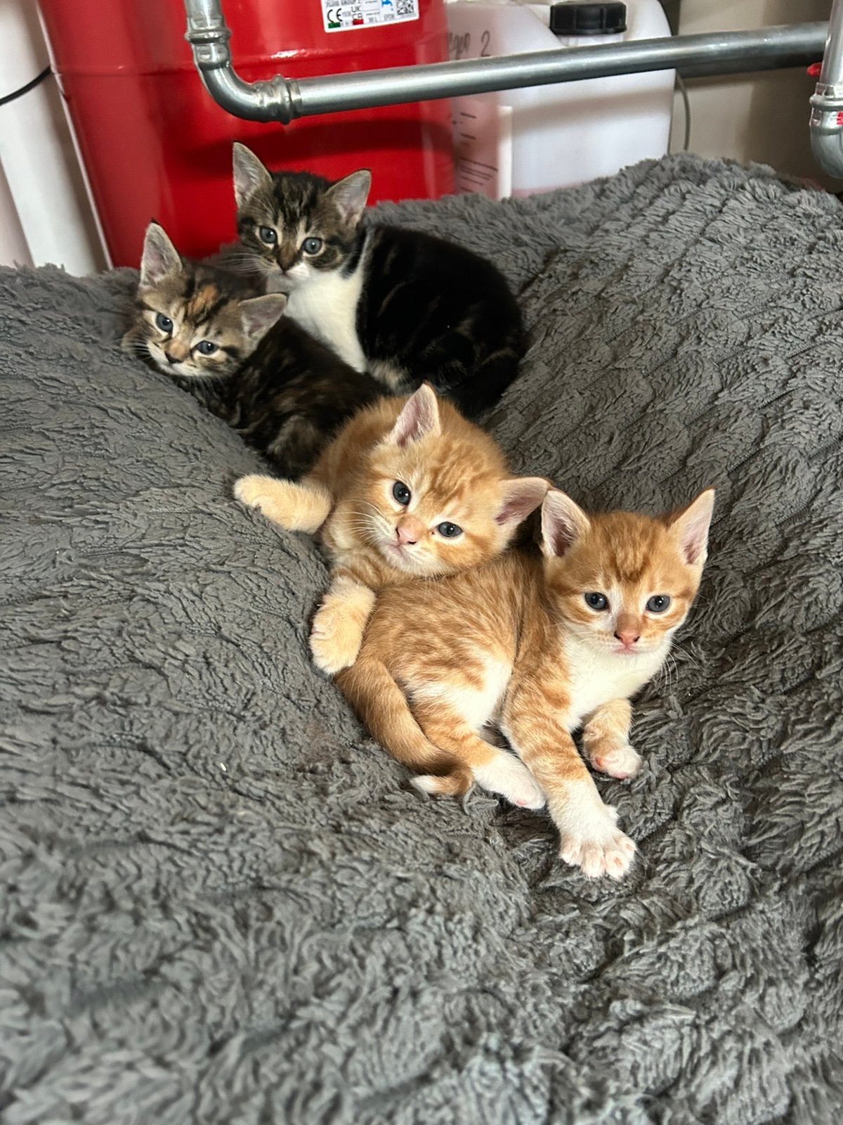 4 boederij kittens, Meerdere dieren