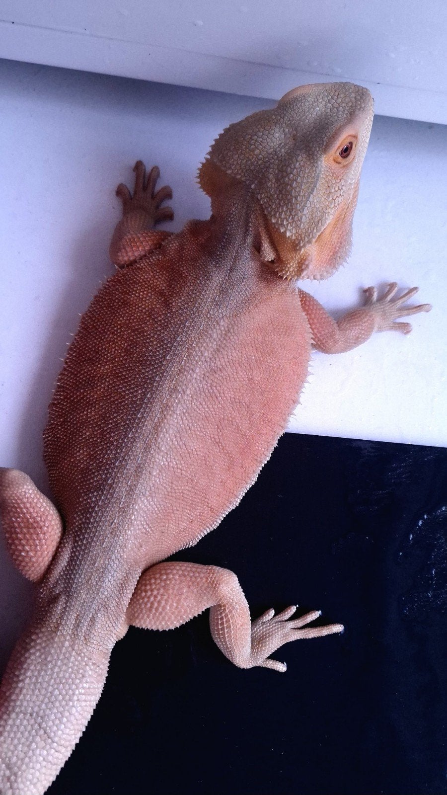 Hypo Witblits baardagaam man het. Trans/Zero, Dieren en Toebehoren, Reptielen en Amfibieën, Hagedis, Tam, 0 tot 2 jaar