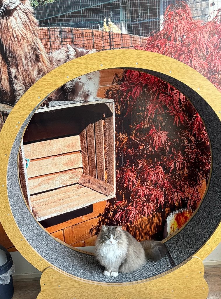 Kattenloopwiel XXL, Ophalen, Zo goed als nieuw, Overig speelgoed