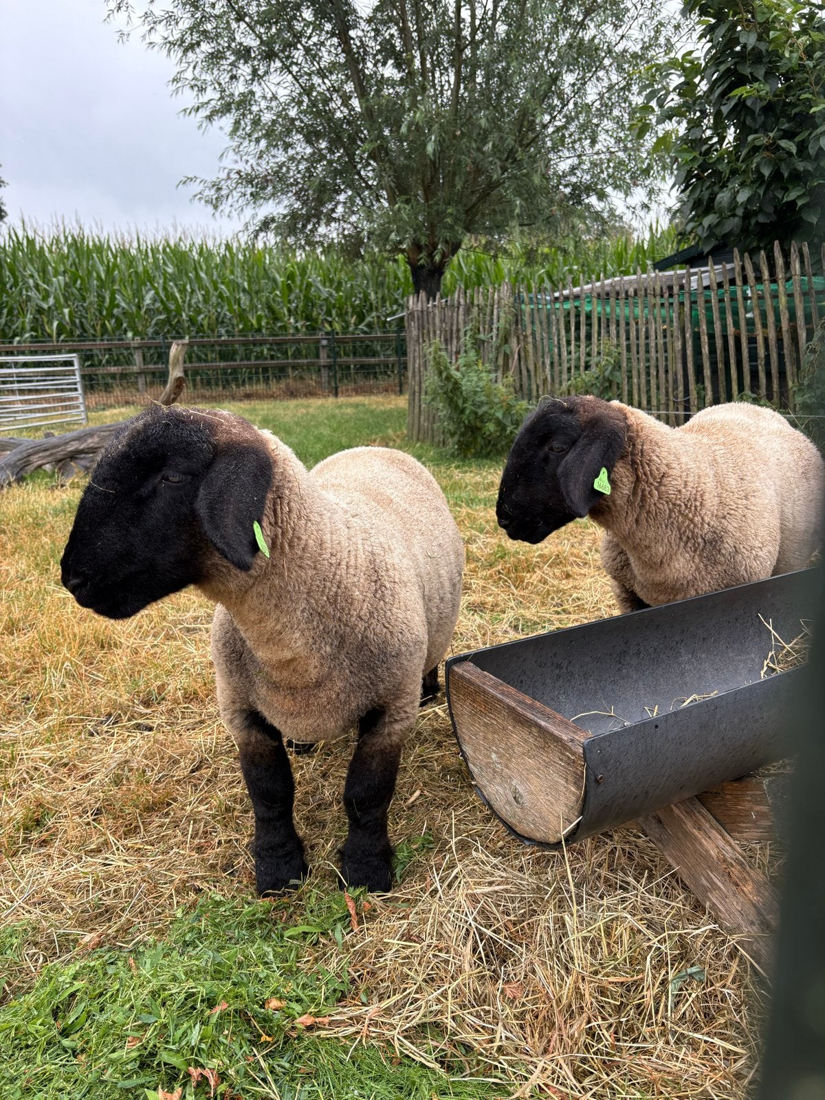 2 Suffolk ooilammeren., Mannelijk, Geit