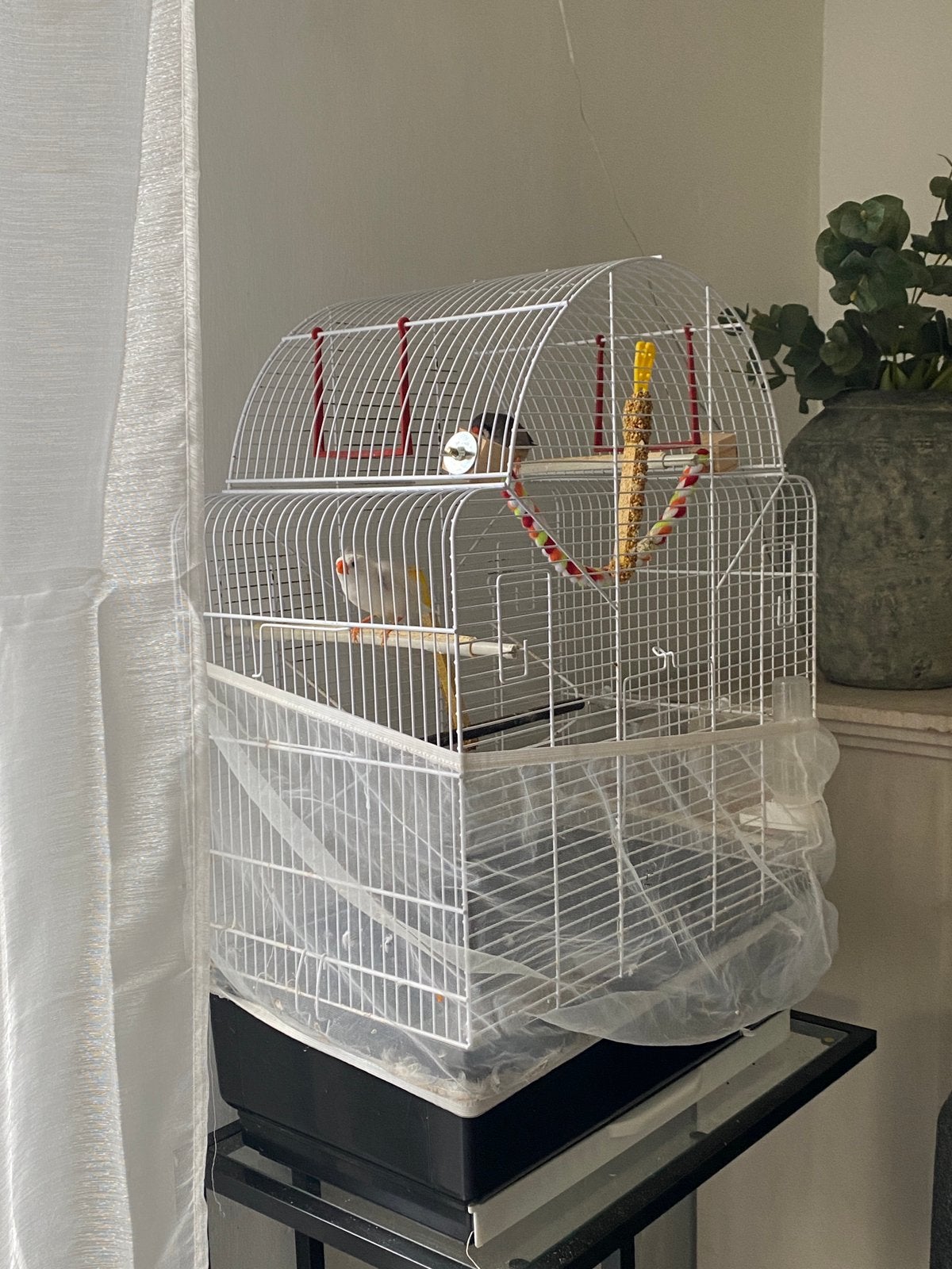 Koppel zebravinken + ruime kooi, nest en alle accessoires, Dieren en Toebehoren, Vogels | Overige Vogels, Meerdere dieren
