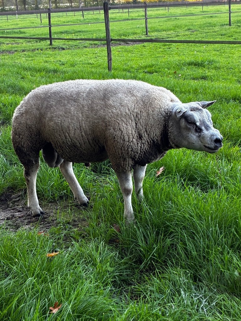 Texelse dek ram, Dieren en Toebehoren, Mannelijk, Schaap