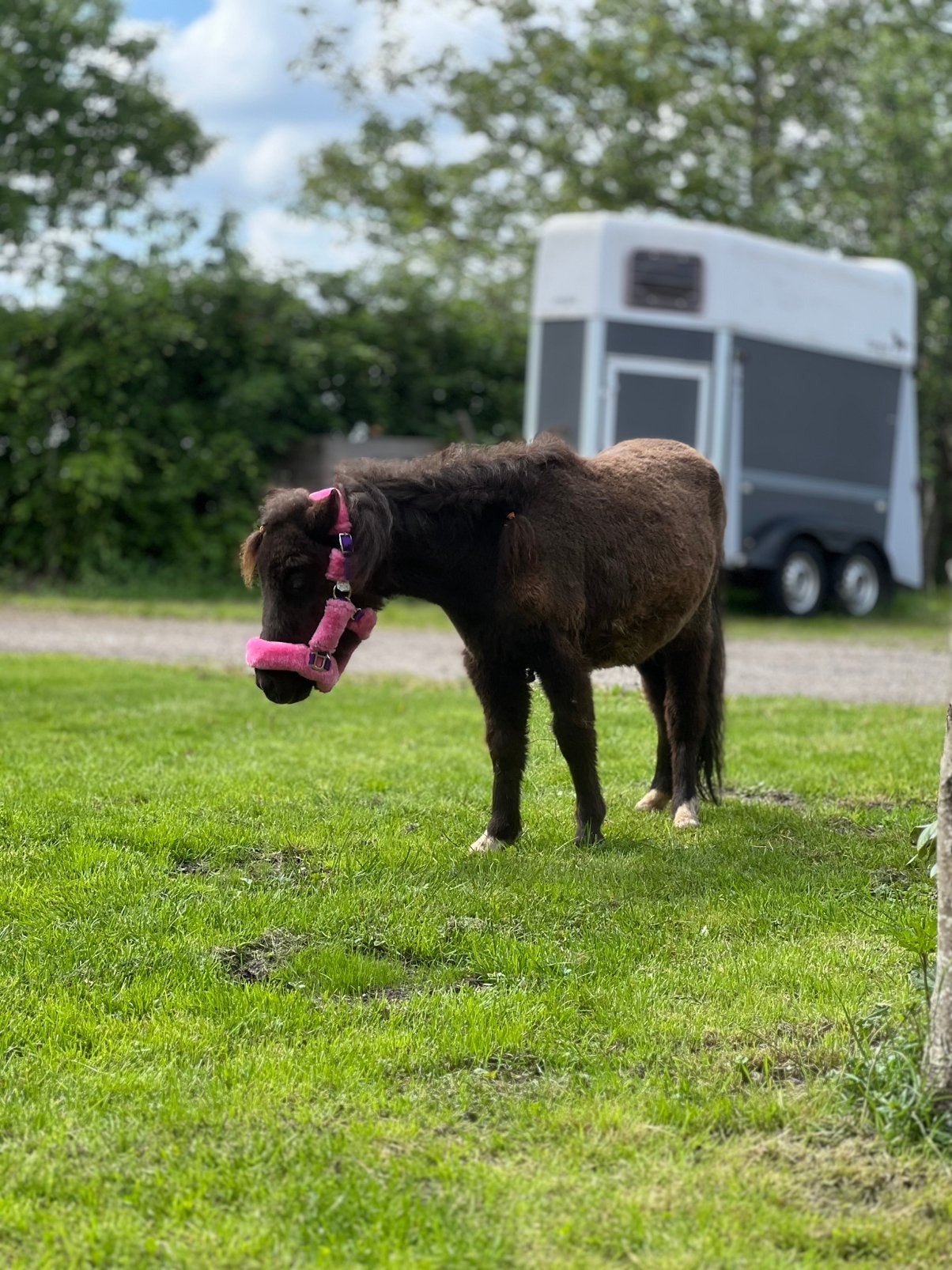 Xavi – klein van formaat, groot van uitstraling!, Dieren en Toebehoren, Merrie, A pony (tot 1.17m), 0 tot 2 jaar