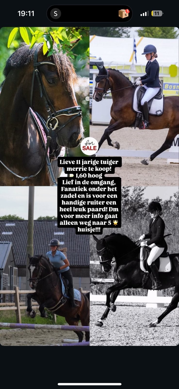 jaarling merrie te koop en tuigermerrie, Ruin, Minder dan 160 cm, Recreatiepaard, 0 tot 2 jaar