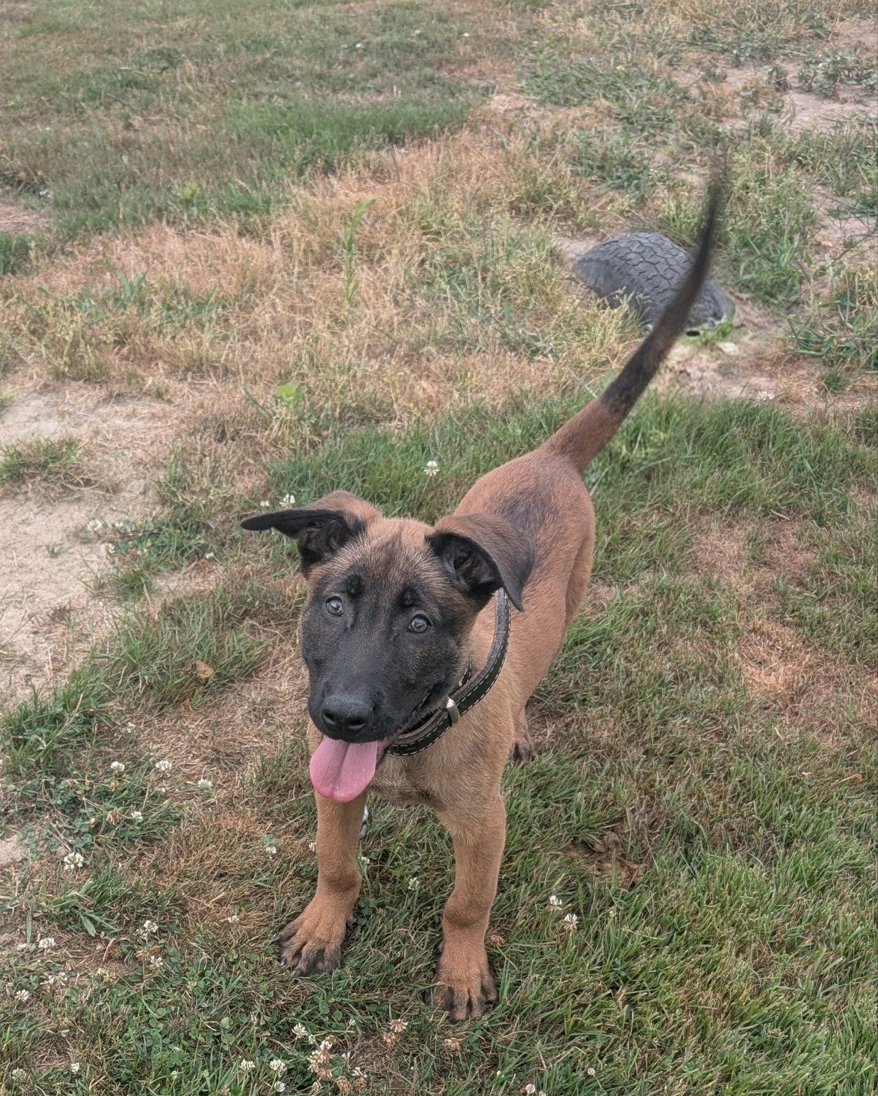 Mechelse herder 12 wks old reu, Dieren en Toebehoren, Parvo, Nederland, Reu, 8 tot 15 weken