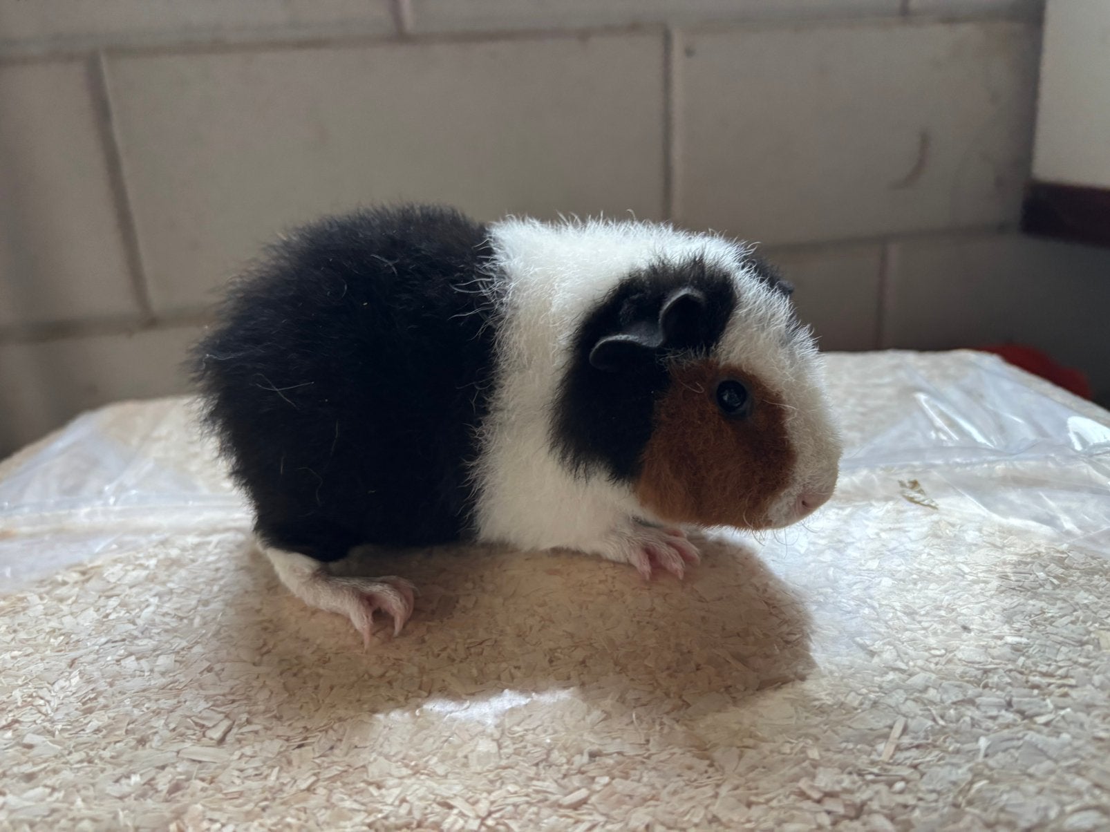 US-teddy cavia beertjes zuiver zwart-rood-wit met stamboom, Cavia, Mannelijk, Juli, Tam