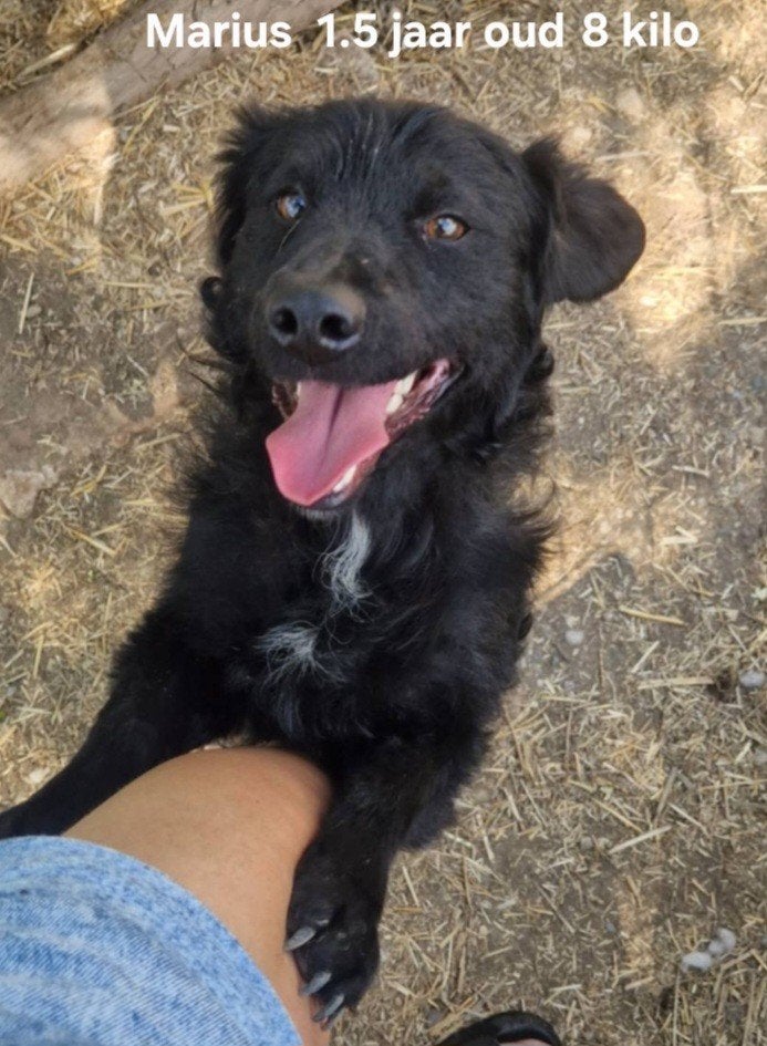 Marius zoekt baasje, Dieren en Toebehoren, Honden | Niet-rashonden, Particulier, Reu, 1 tot 2 jaar, Buitenland