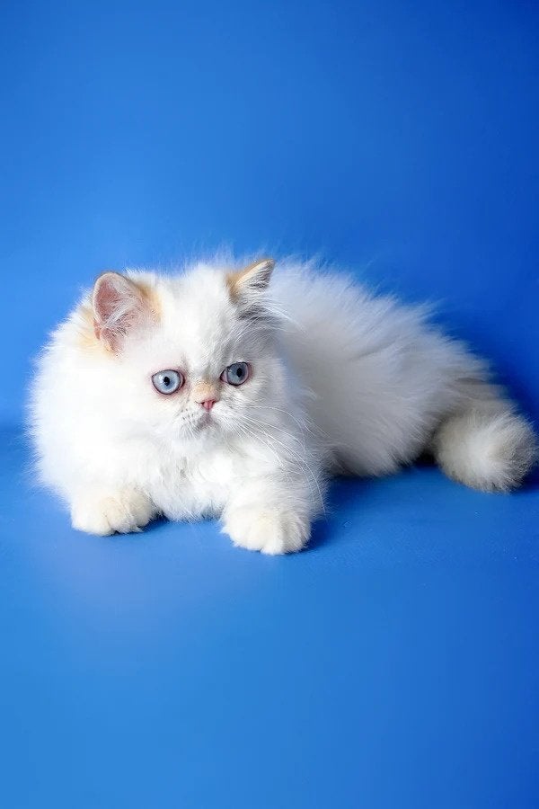 Boston, het Britse korthaar kitten, Kater