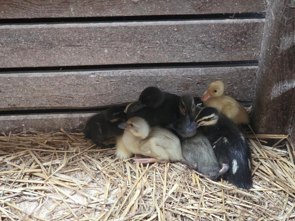 Loopeenden kuikens, Dieren en Toebehoren, Pluimvee, Meerdere dieren, Eend